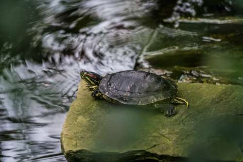 Painted Turtle Photo