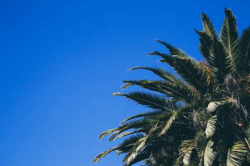 Palm Tree With Blue Sky Photo