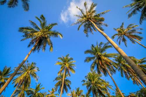 Palm Trees Sky Photo