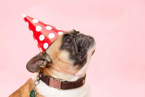 Party Hat Frenchie Photo