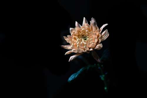 Peach Flower In Dark Photo