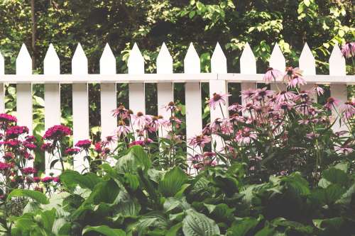 Picket Fence & Flowers Photo