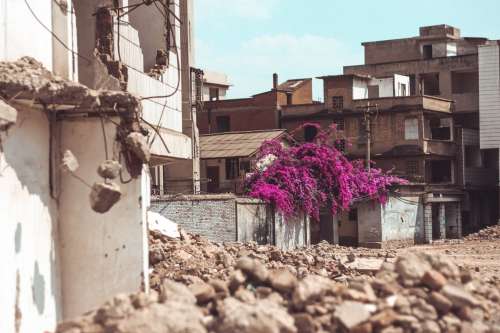 Pink Blossoms Over Crumbling Walls Photo