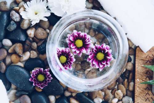 Pink Flowers In Water Photo