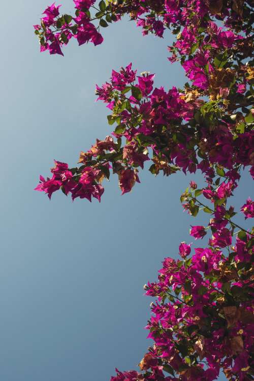 Pink Flowers Under A Clear Blue Sky Photo