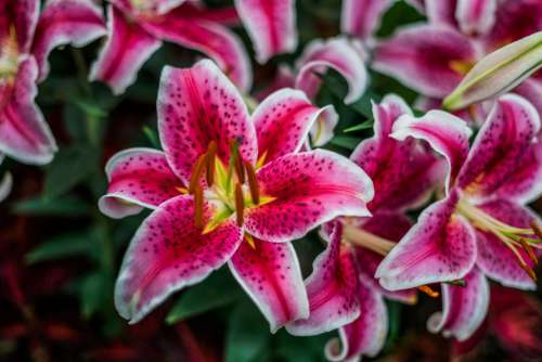 Pink Lilies In Bloom Photo