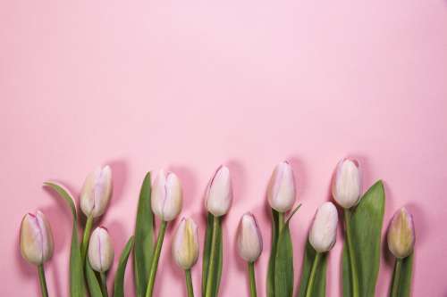 Pink Spring Flowers Photo