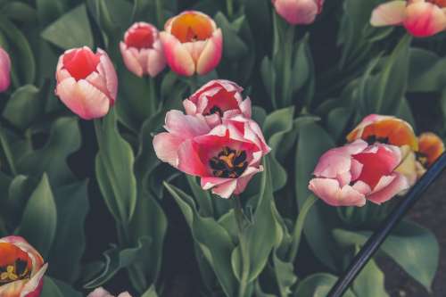 Pink Tulips Bloom Photo