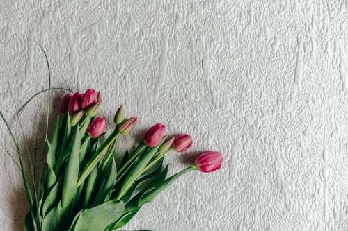 Pink Tulips On Quilted Blanket Photo