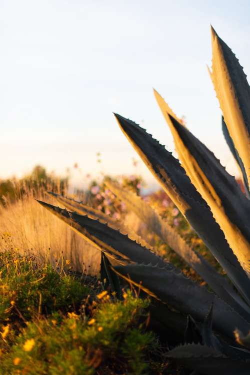 Plants Take In The Sunlight In An Open Field Photo