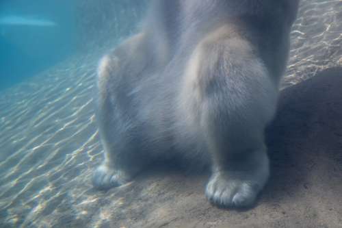 Polar Bear Underwater Photo