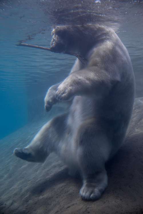 Polar Bear Sitting Under Water With Stick Photo