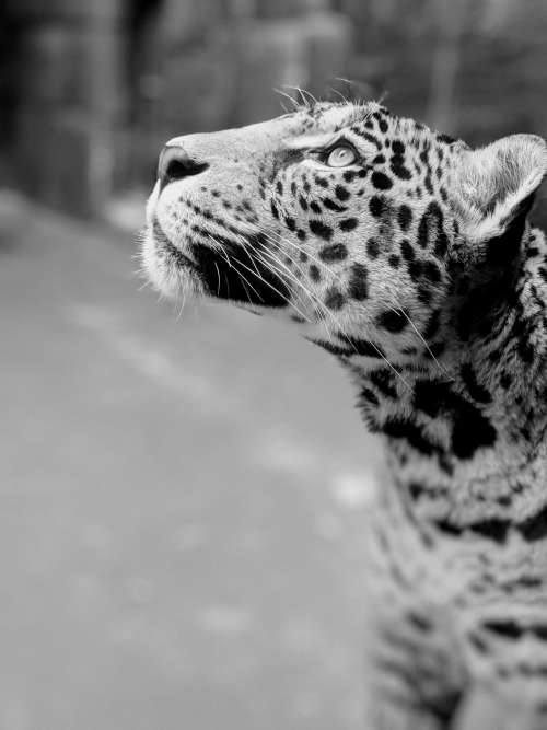Portrait Of Leopard Looking Upward Photo