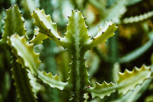 Prickly Cactus Plant Photo