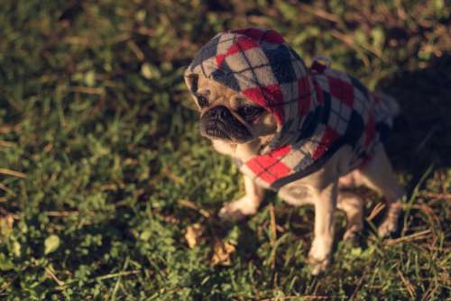 Pug In Sweater At Sunset Photo