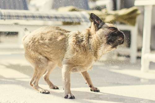 Pug Pup Shakes Off Water Photo