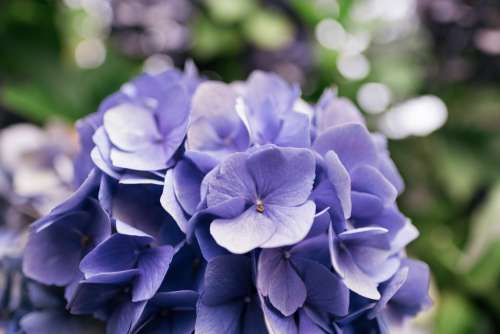 Purple Flower Petals Close Up Photo