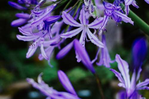 Purple Flowers Photo