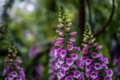 Purple Spotted Flowers Photo