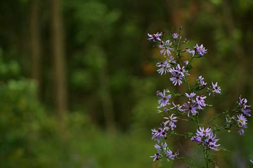 Purple Wildflowers In The Forest Photo