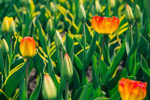 Red And Yellow Tulips Photo