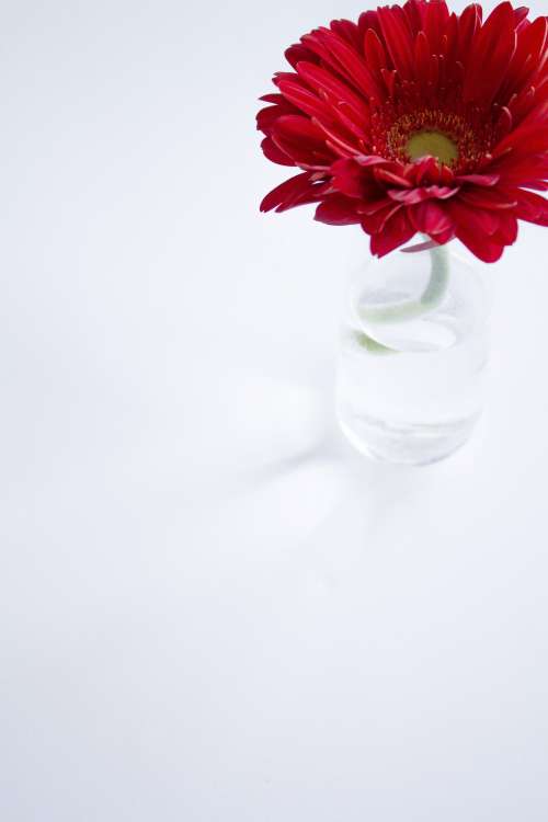 Red Daisy On White Photo