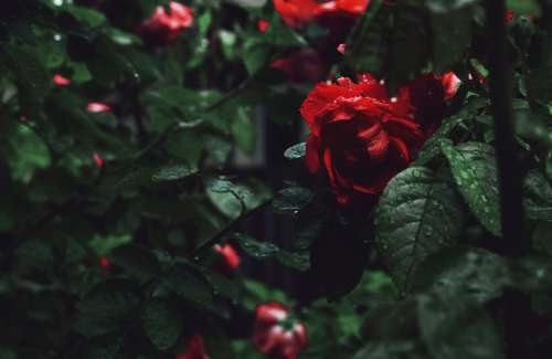 Red Rose On Bush Photo