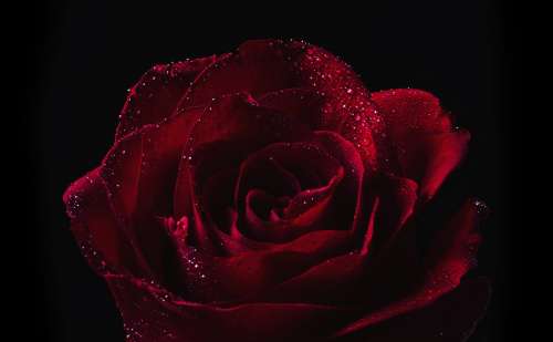 Red Rose With Dew Drops Photo