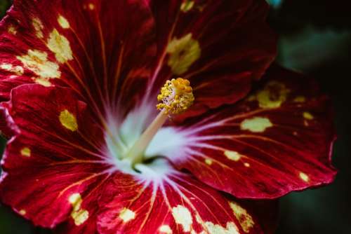 Red Tropical Flower Photo