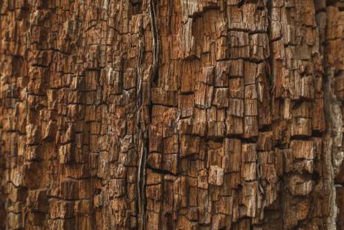 Rotting Wood Texture Photo