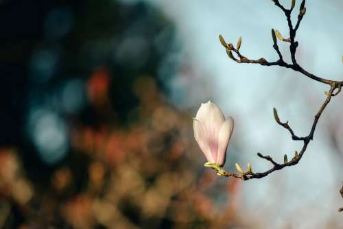 Scragly Branch With One Magnolia Bloom Photo