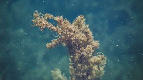Seaweed In Water Photo