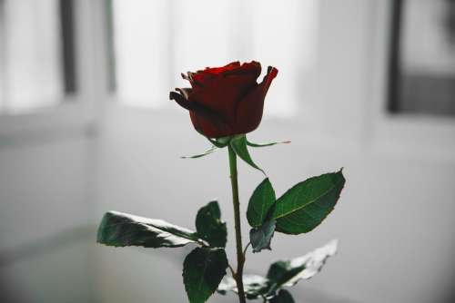Single Red Rose In White Light Photo