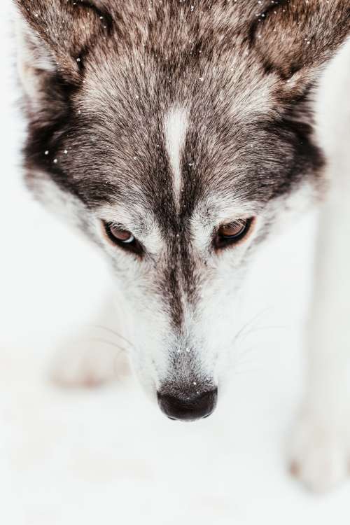 Sled Dog With Warm Brown Eyes Lowers Nose To Ground Photo