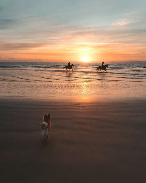 Small Dog Watches Horses On The Beach Photo