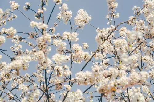 Softly Lit Cherry Blossom Branches Photo