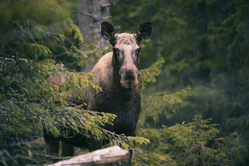 Solitary Moose In The Forest Photo