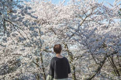 Spring Cherry Blossoms Photo