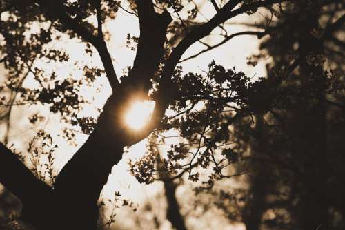 Sun Shinning Between Tree Branches Photo