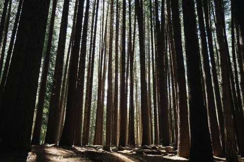 Sunlight Shining Through Trees In A Forest Photo