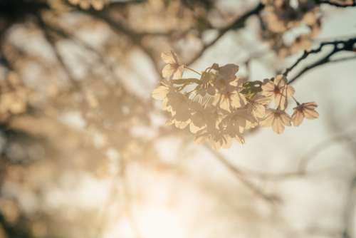 Sunny Cherry Blossoms Photo