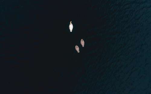 Swan Family Swims Photo