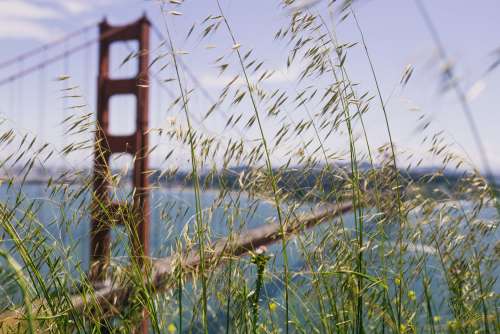 Tall Grass By Golden Gate Photo