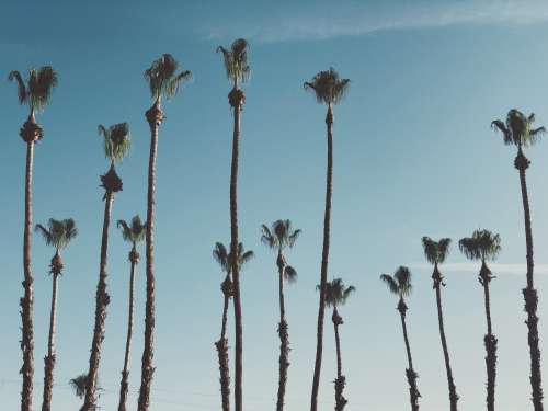 Tall Palm Trees In The Sun Photo