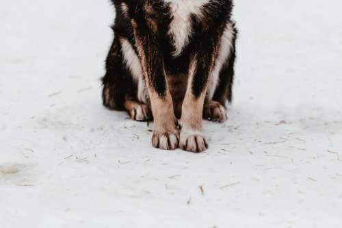 The Furry Toes Of A Sled Dog On Snow-covered Ground Photo