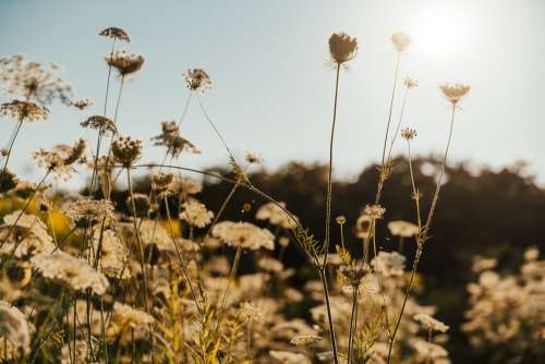 Thin Plant Stems In Sun Photo