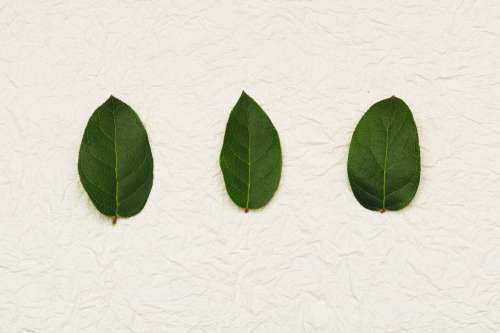 Three Green Leaves Photo