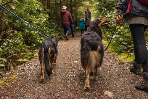 Two Dogs Loving Life As They Hike Through Woods Photo