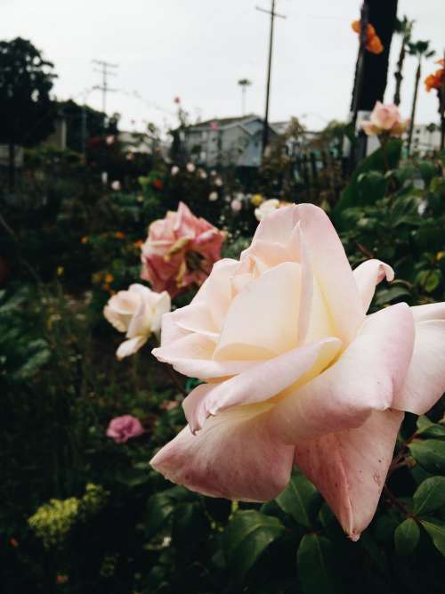 Urban Rose Garden Photo