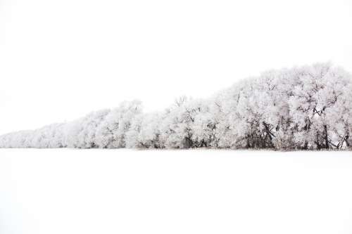 Wall Of Trees Burdened With Snow Photo